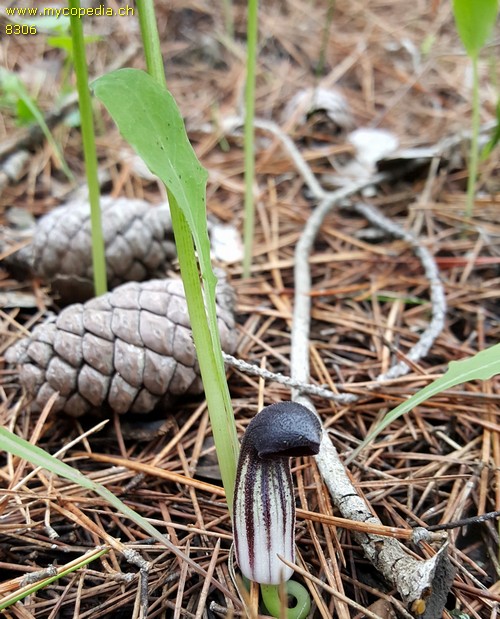 Arisarum simorrhinum - 