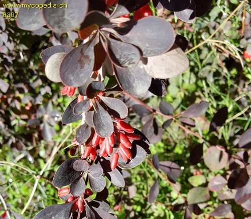 Berberis - 