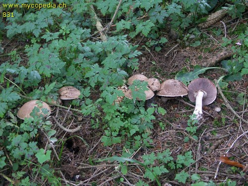 Agaricus silvaticus - 