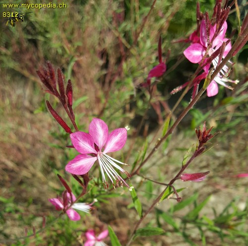 Gaura  lindheimeri - 