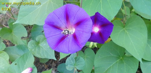 Ipomoea tricolor - 