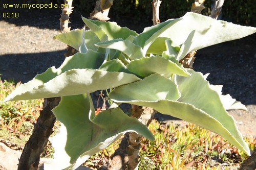 Kalanchoe - 