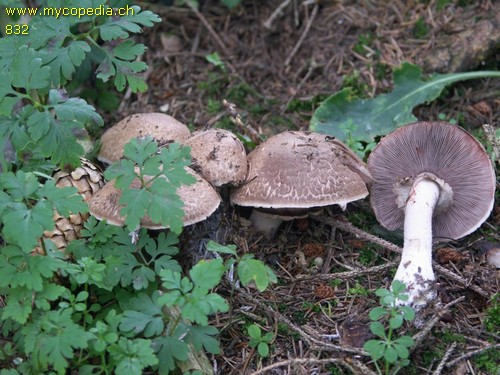 Agaricus silvaticus - 