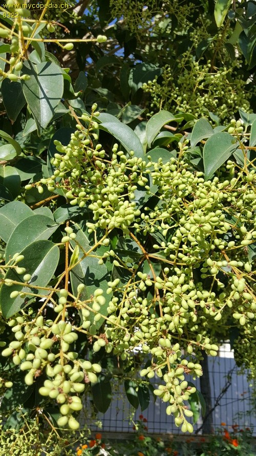 Ligustrum - 