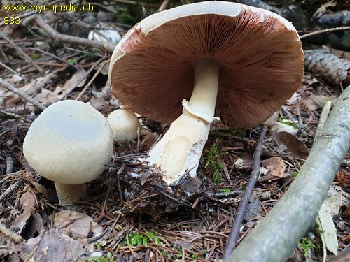 Agaricus macrocarpus - 