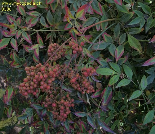 Nandina - 