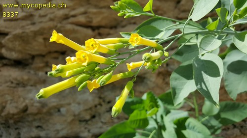 Nicotiana - 