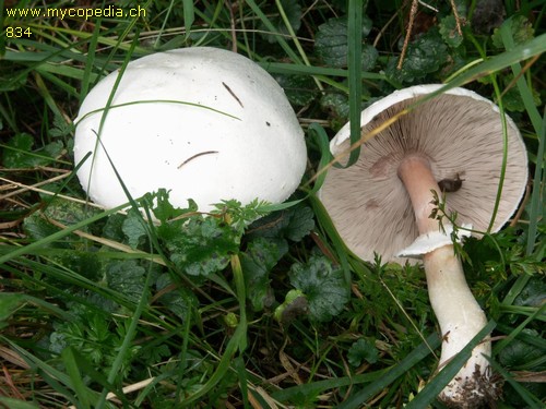 Agaricus macrocarpus - 