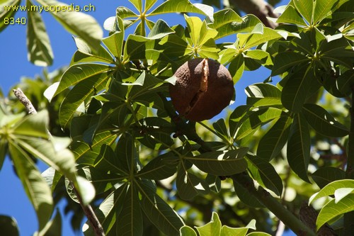 Pachira - 