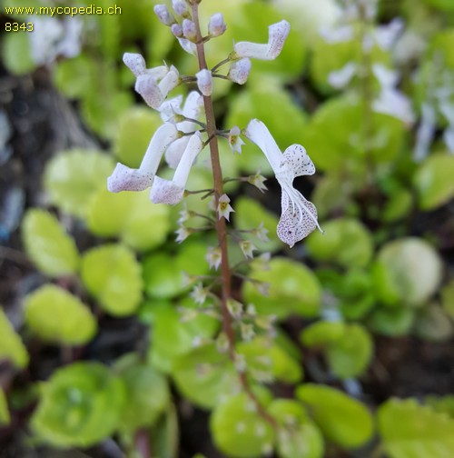 Plectranthus - 