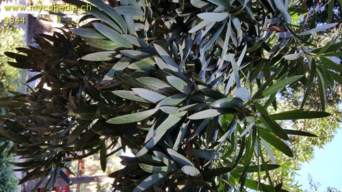 Podocarpus - 