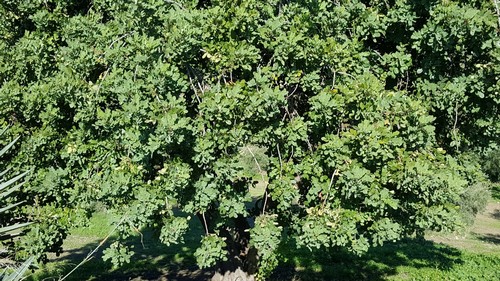 Quercus - 