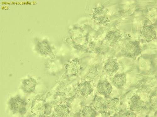 Asterophora lycoperdoides - Chlamydosporen - 