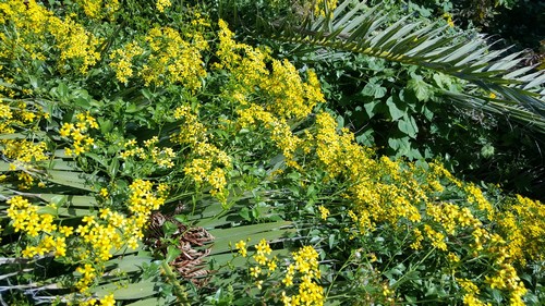 Senecio - 