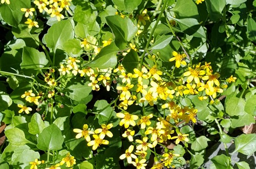 Senecio - 
