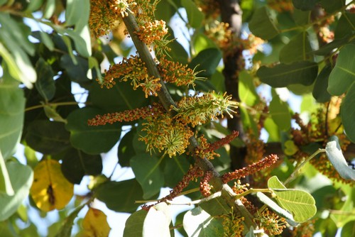 Quercus - 
