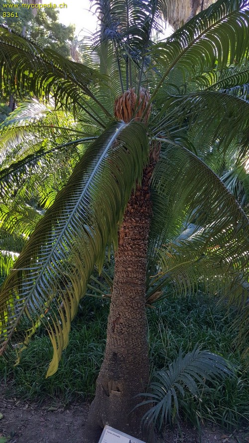 Cycas - 