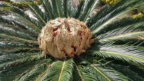 Cycas - 