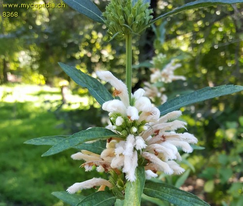 Leonotis leonurus - 