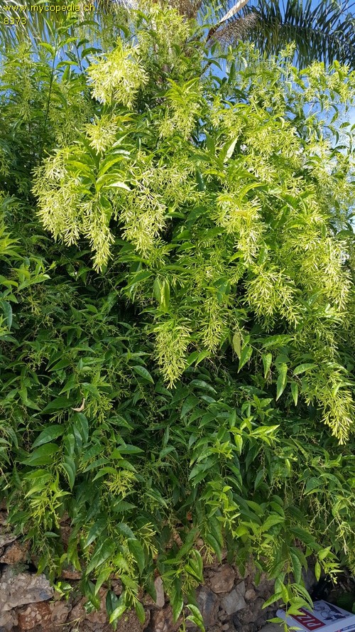 Cestrum - 