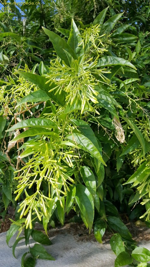 Cestrum - 