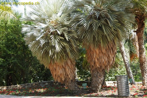 Trithrinax - 