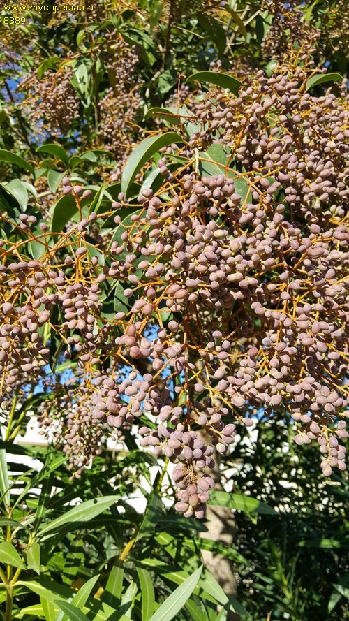 Ligustrum - 