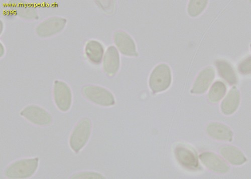 Leucocybe connata - Sporen - Melzers  - 