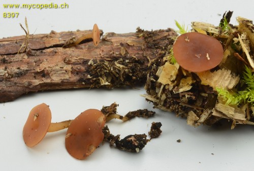 Sclerotinia trifoliorum - 