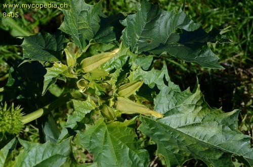 Datura stramonium - 