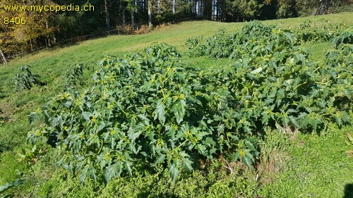 Datura stramonium - 