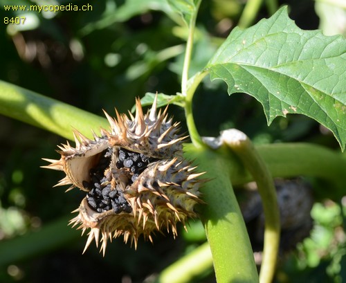 Datura stramonium - 