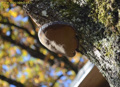 Phellinus igniarius - 