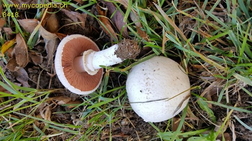 Agaricus pampeanus - 