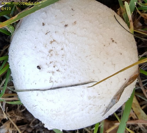 Agaricus pampeanus - 