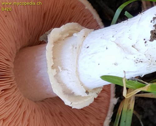 Agaricus pampeanus - 