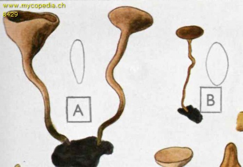 Sclerotinia trifoliorum - 