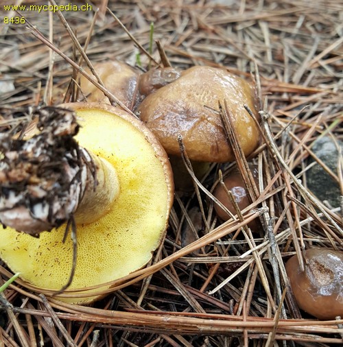 Suillus mediterraneensis - 