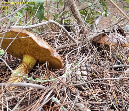 Suillus mediterraneensis - 