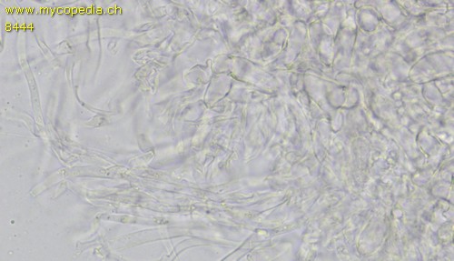 Marasmiellus - HDS - 