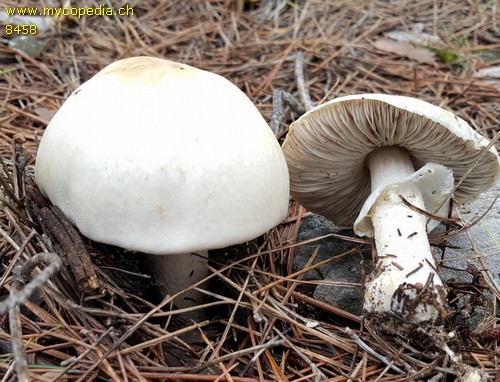 Agaricus essettei - 