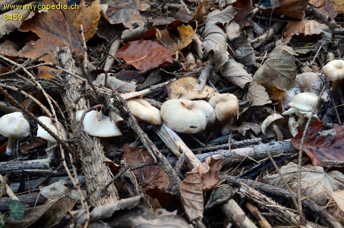 Clitocybe fragrans - 