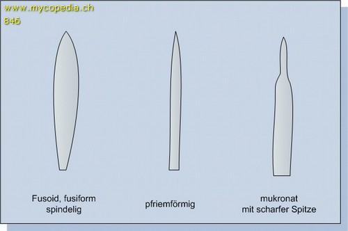 spindelige Zystiden - 