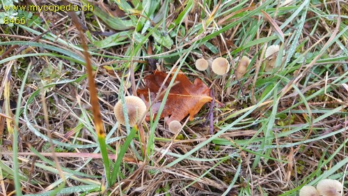 Mycena aetites - 