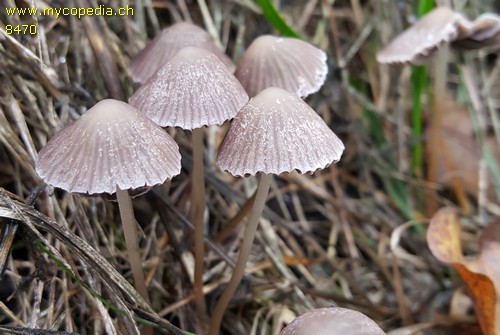 Psathyrella prona - 