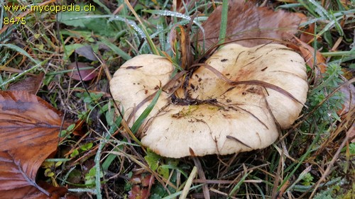 Lactarius deterrimus - 