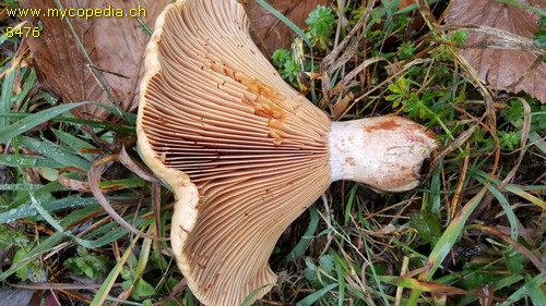 Lactarius deterrimus - 