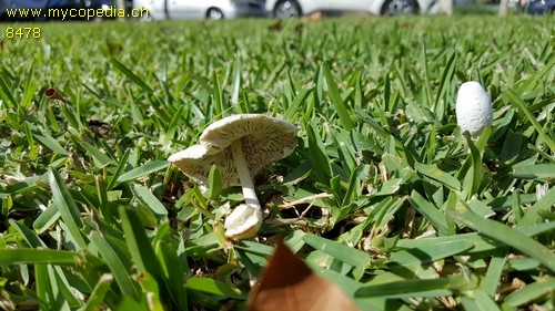 Leucoagaricus leucothites - 