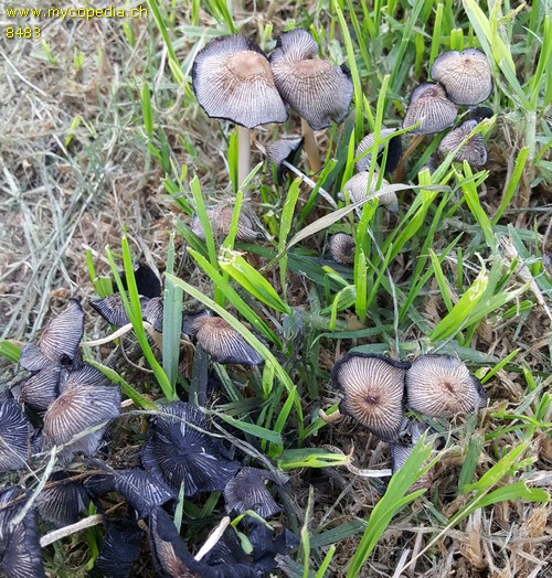 Coprinellus micaceus - 