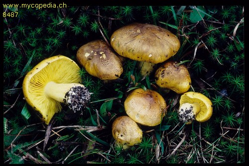 Tricholoma equestre - 